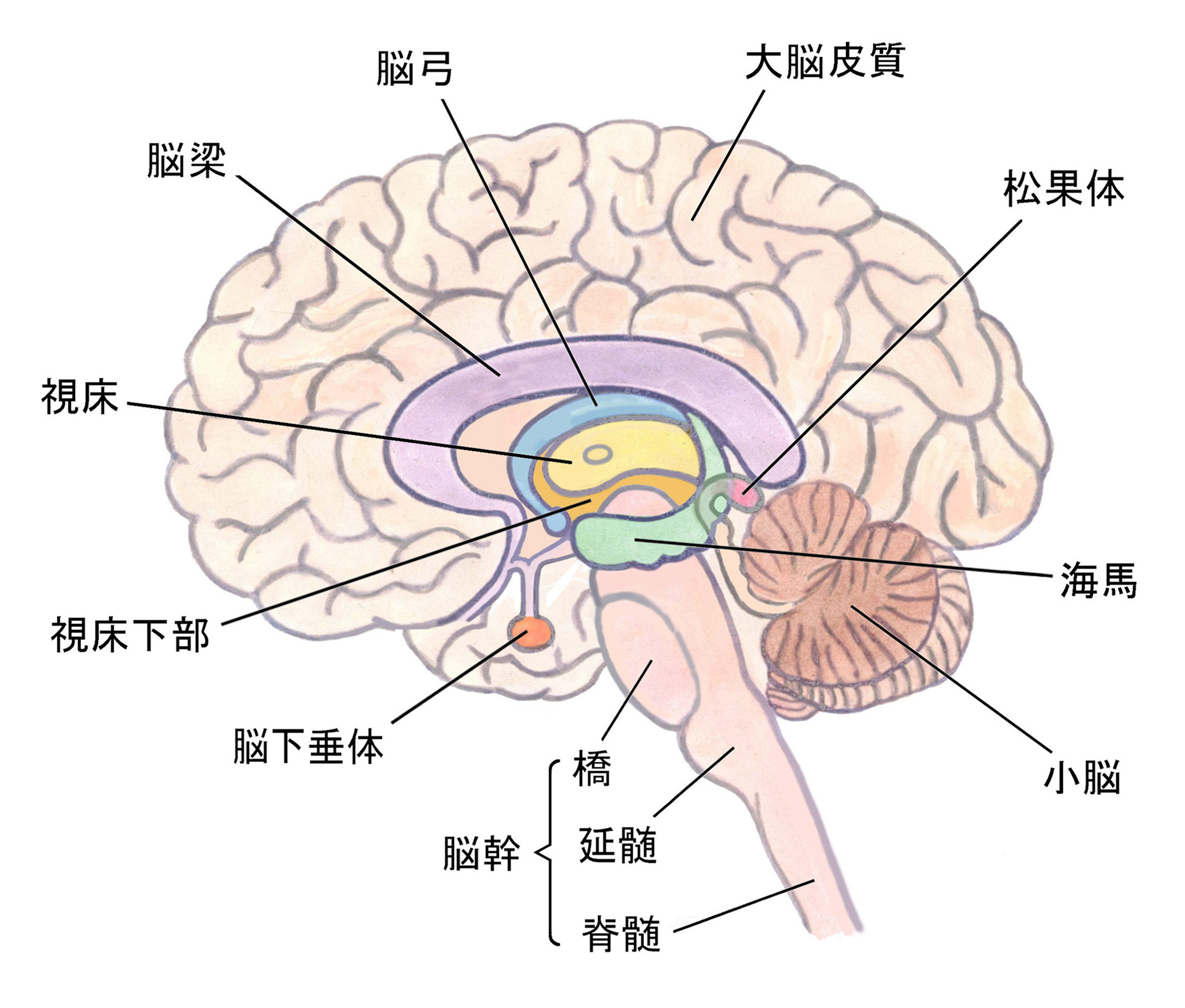 ストレスは私たちの「脳」に影響している - メディカルケア大手町・虎ノ門